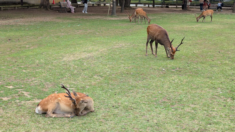 奈良公園４