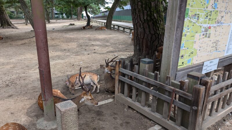 奈良公園６